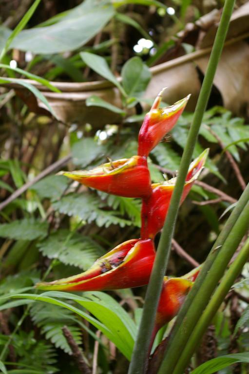 Kaz Creole Aventure Tropicale Insolite, Fibre, Jardin Et Jacuzzi Prives 생프랑수아 외부 사진
